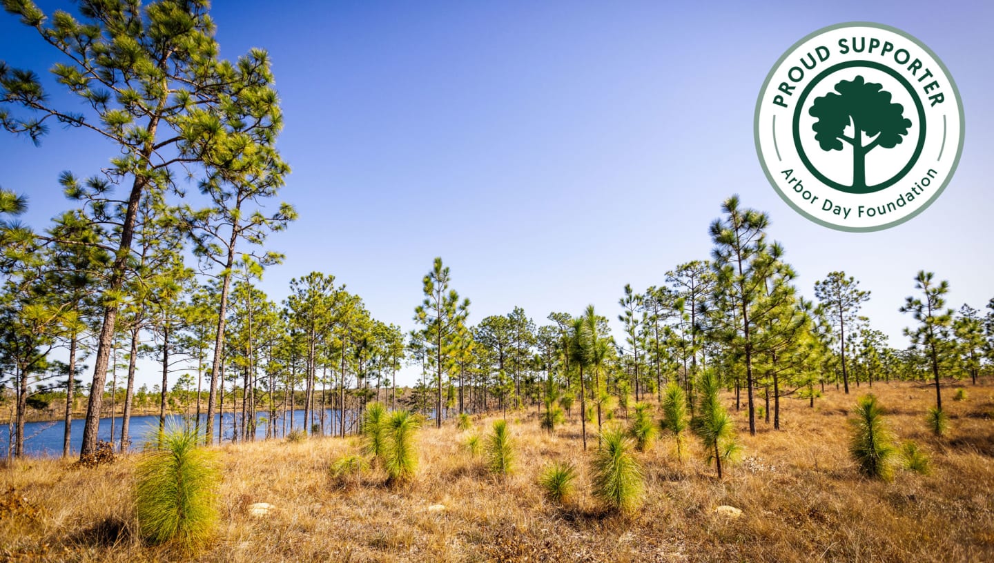 Proud Supporter Arbor Day Foundation Badge Overlaying South Eastern Tree Planting Area Photo