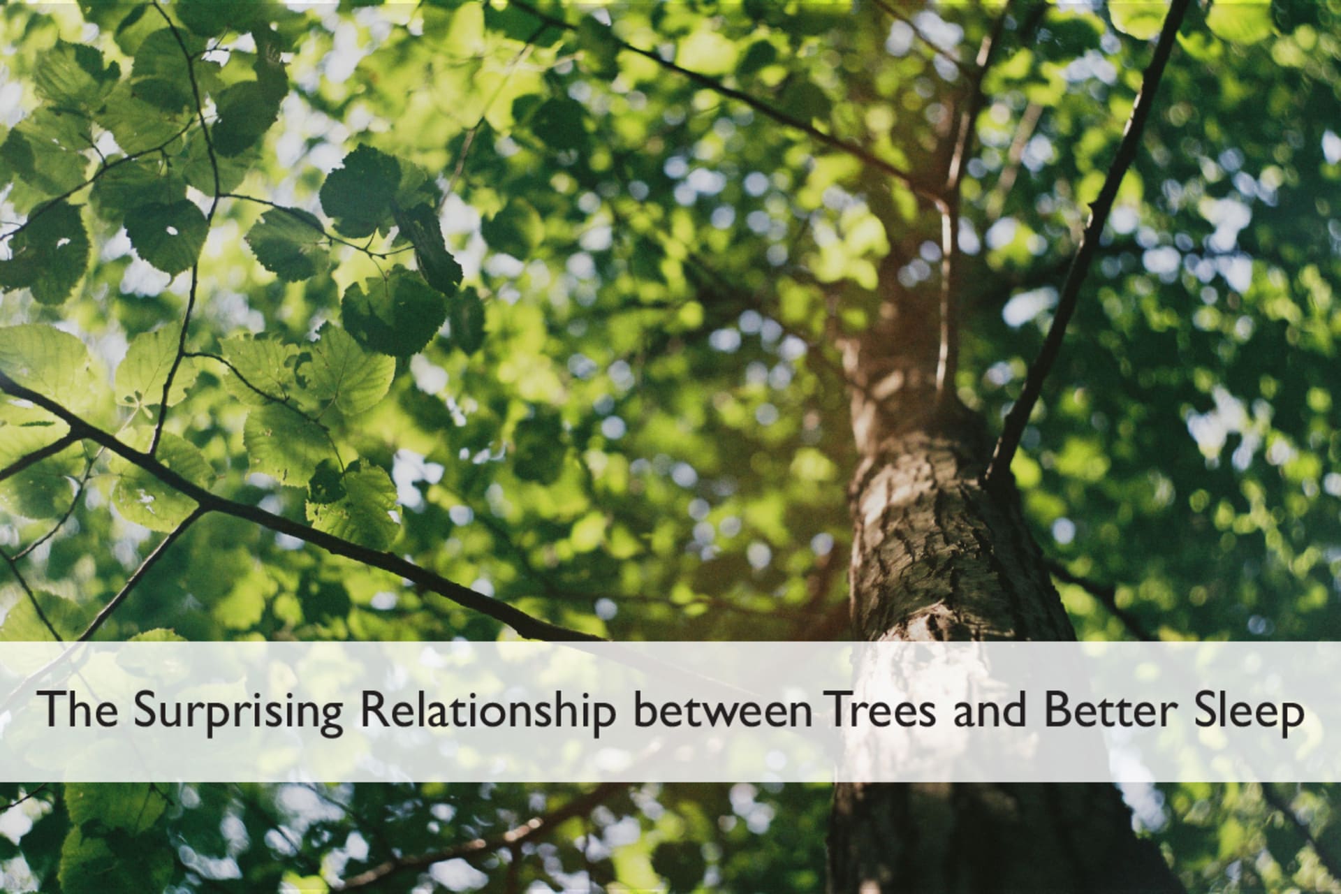 Blog page for The Surprising Relationship between Trees and Better Sleep