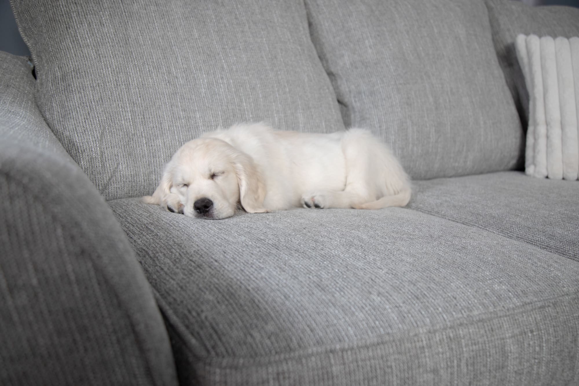 A puppy with white fur on sofa
