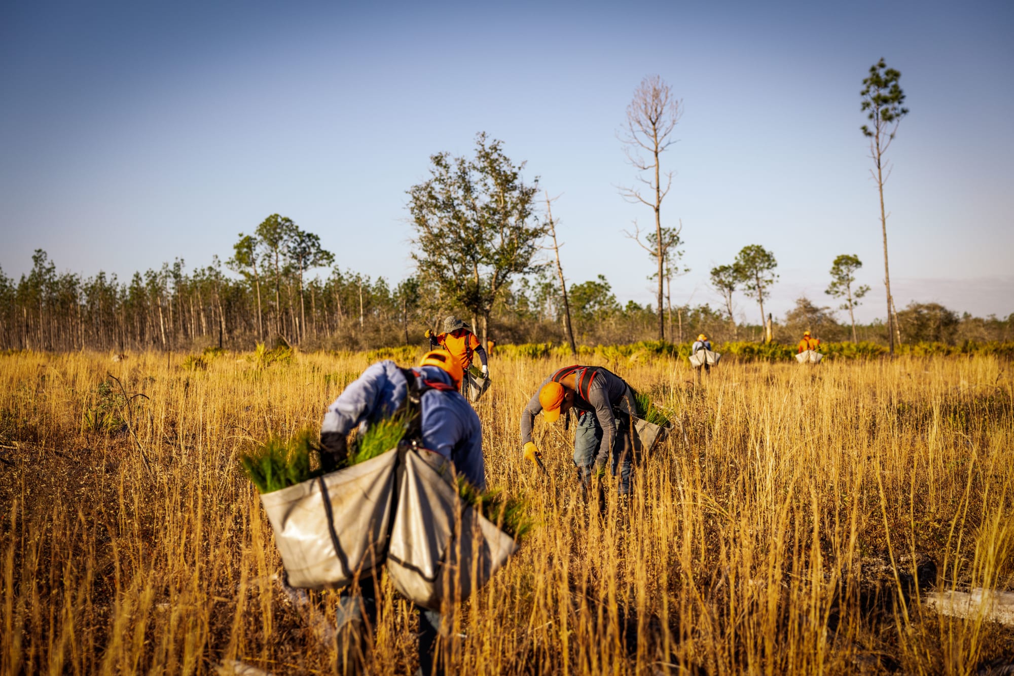 People People Planting Trees in American Southeast Through Arbor Day Foundation