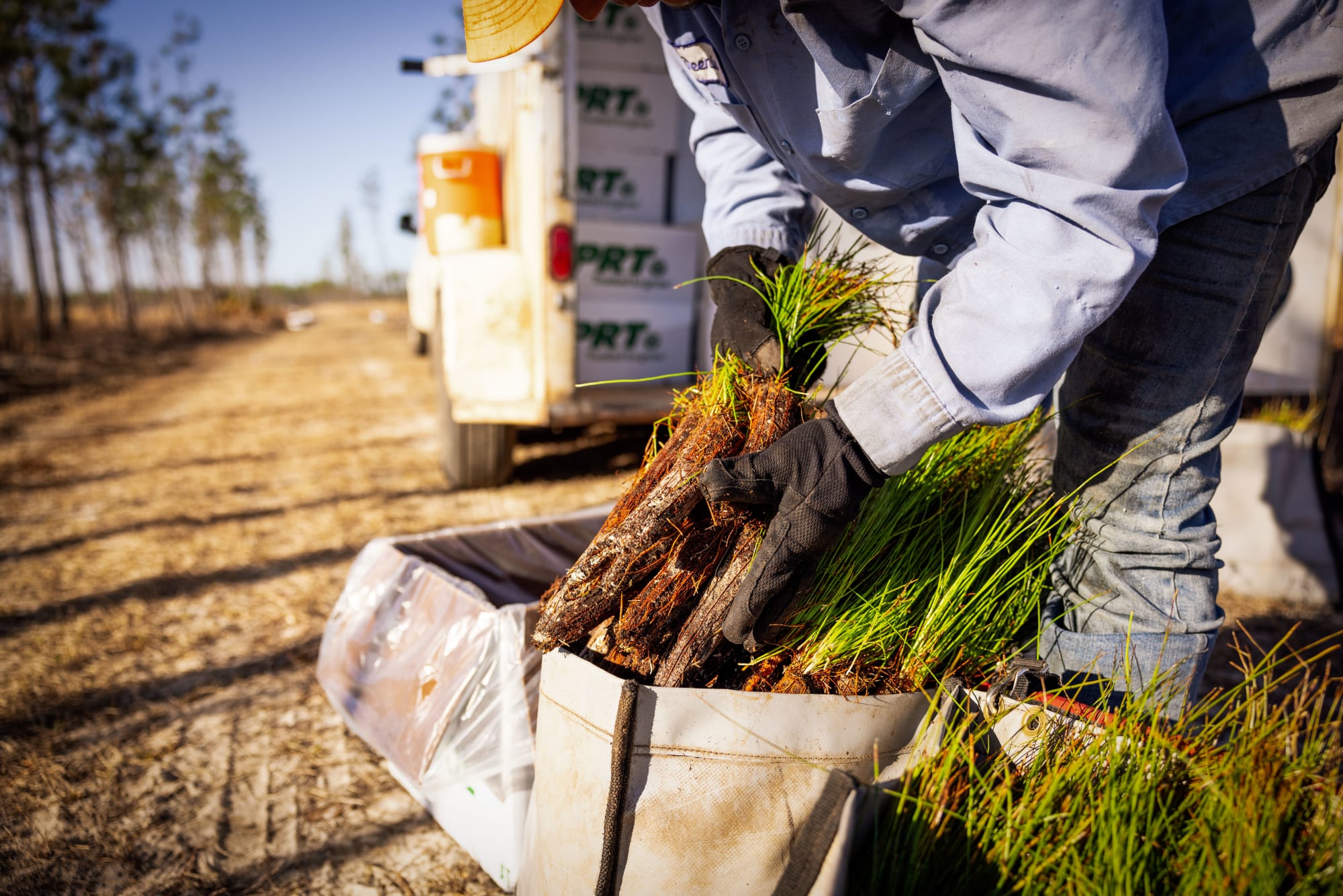 Closeup of Tree Seedlings