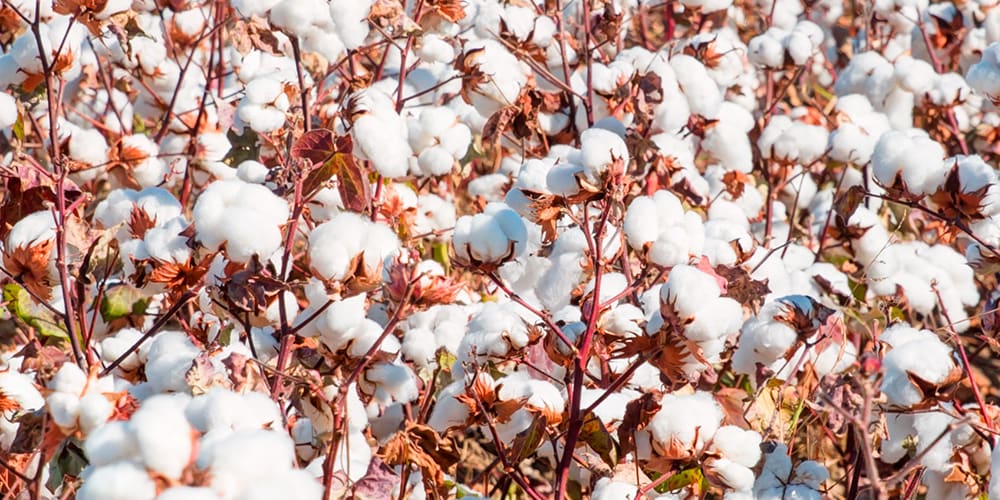 Egyptian cotton growing in a field