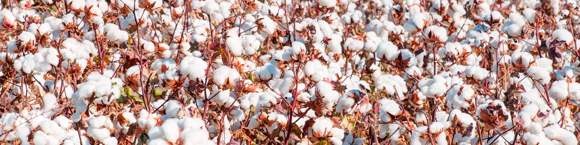 Egyptian cotton growing in a field