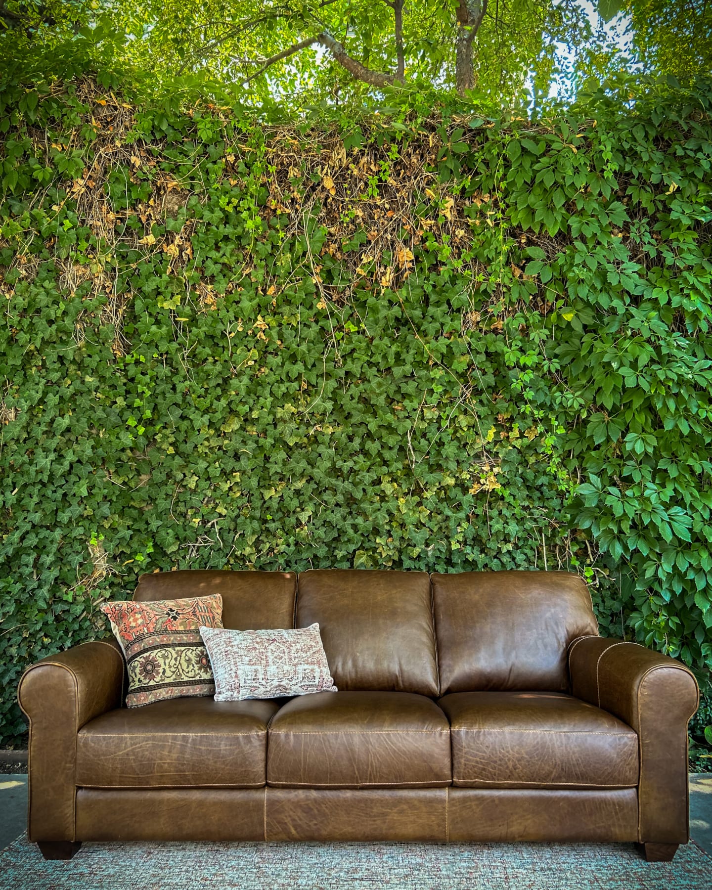 Brown leather sofa posed in front of luscious plant wall outside the Denver Art Museum