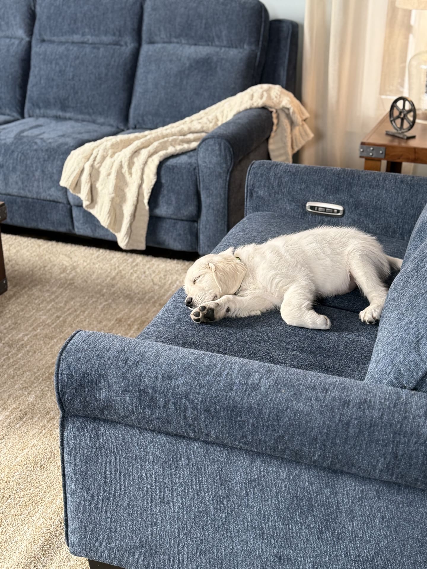 A puppy with white fur sleeping on a sofa in a living room