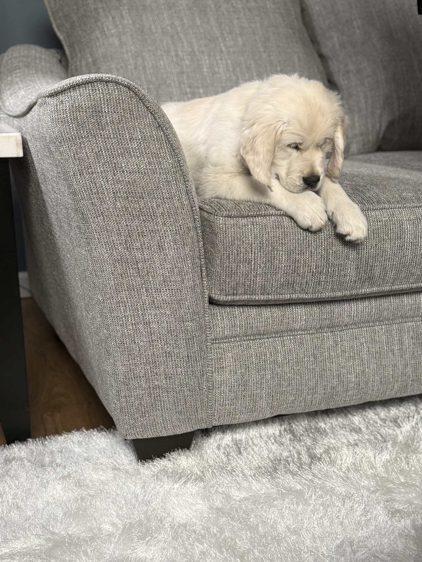 A puppy looking down at a carpet from a couch