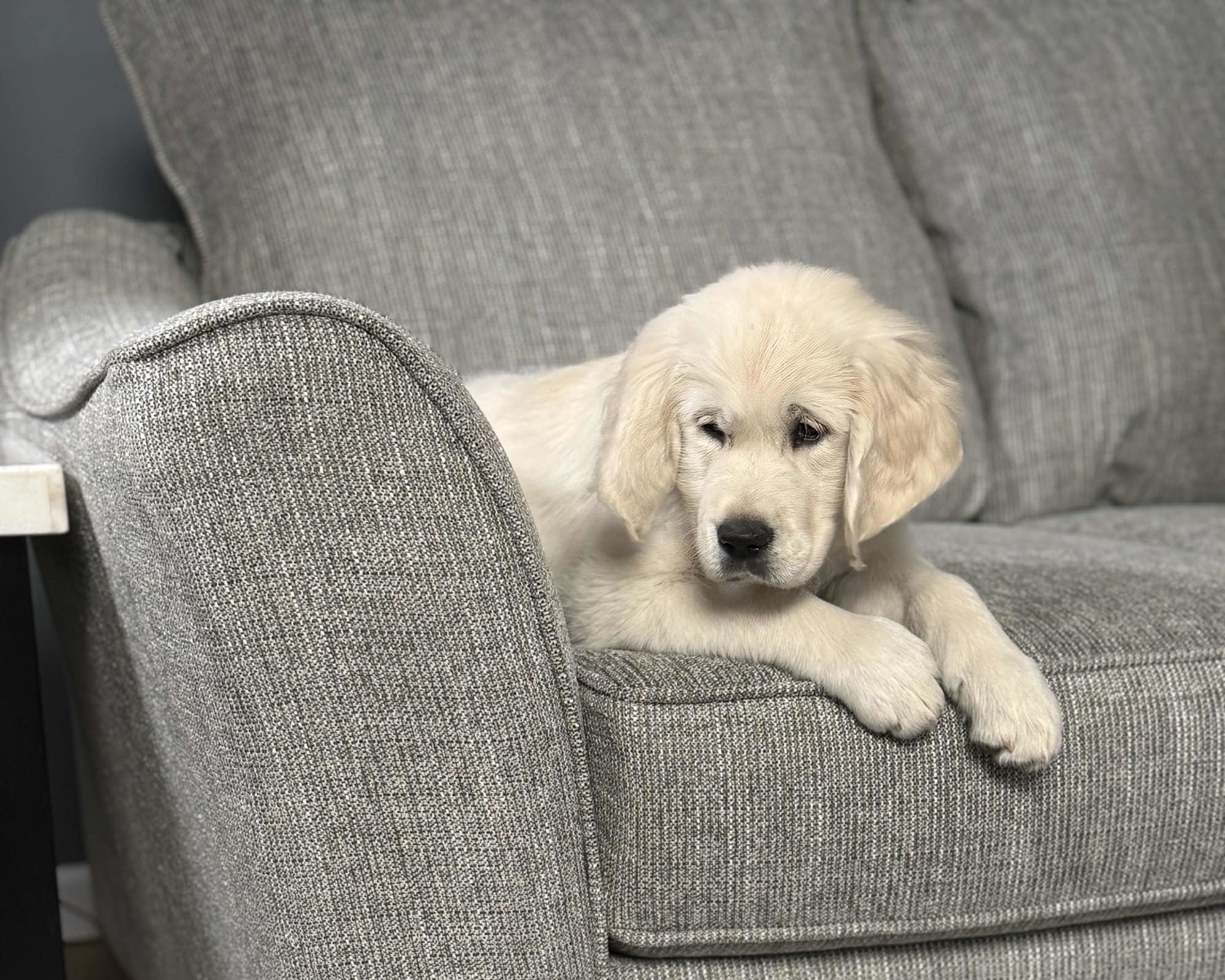 Puppy on Gray Fabric Sofa