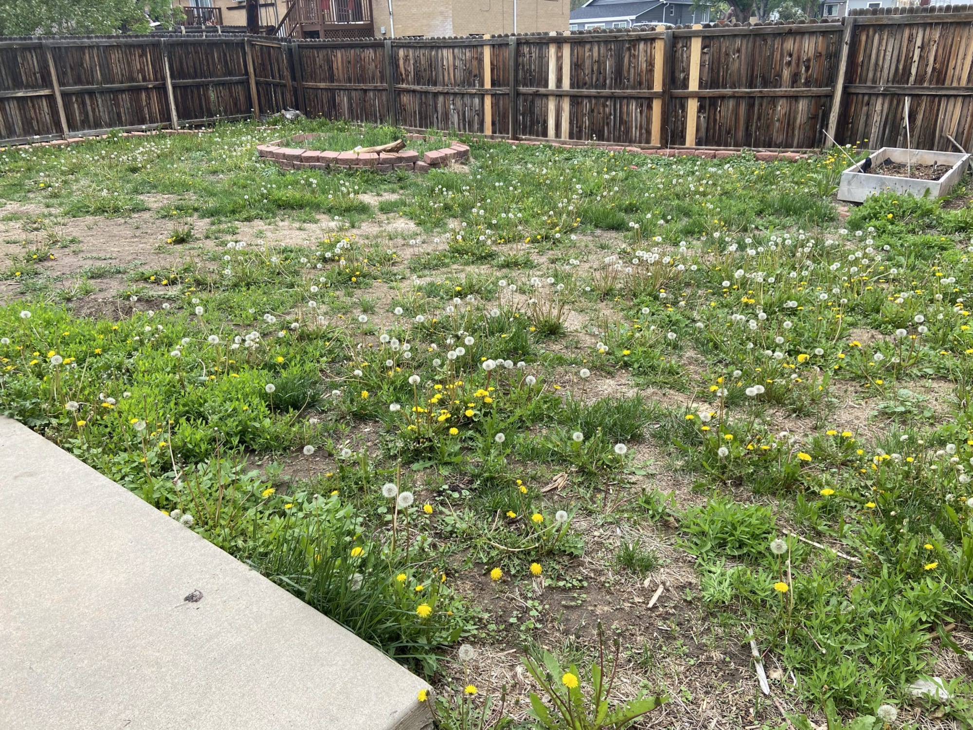 Before shot of large lawn/backyard