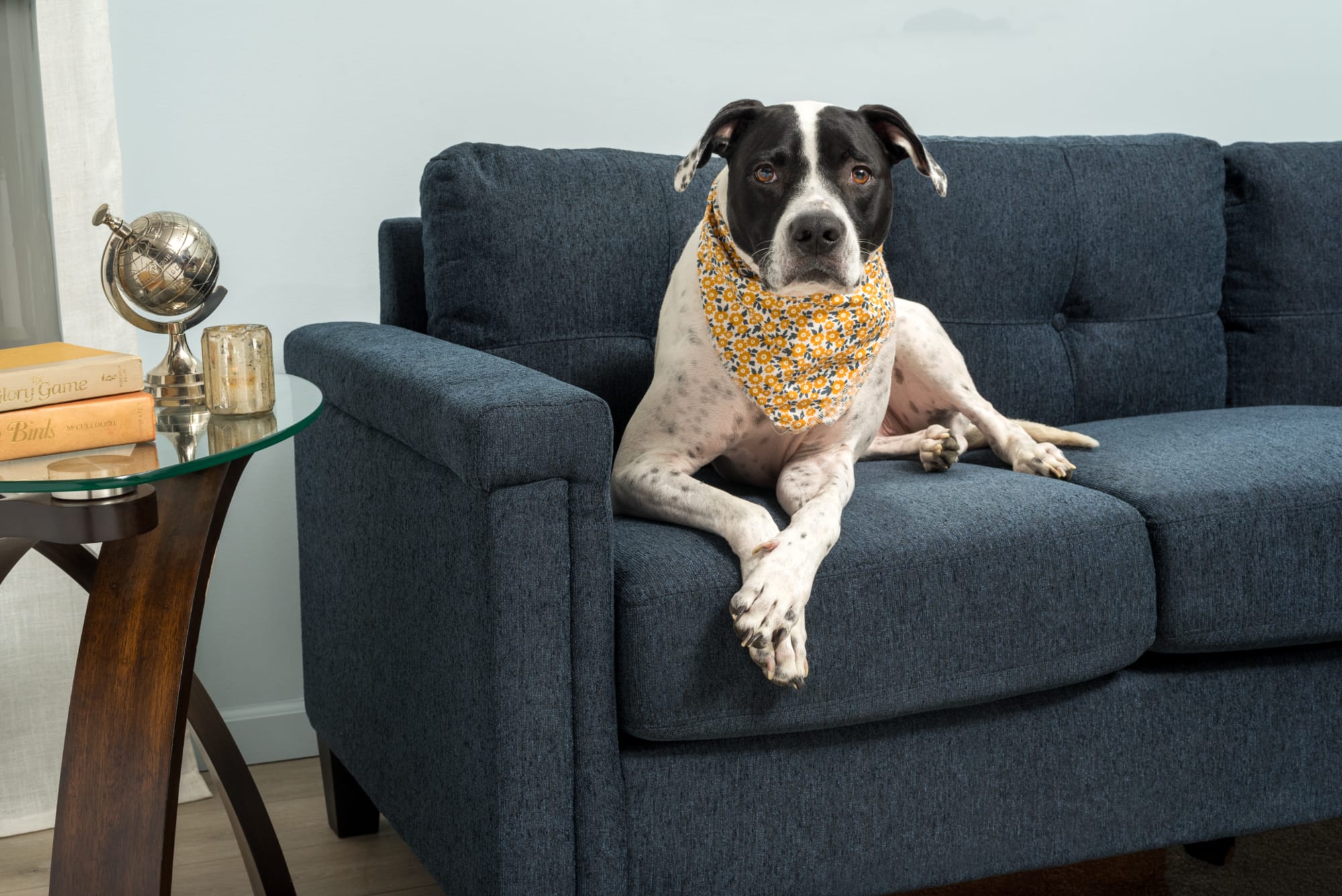 A blue sofa, the Trinity Sofa, with a dog sitting on it in a small contemporary space