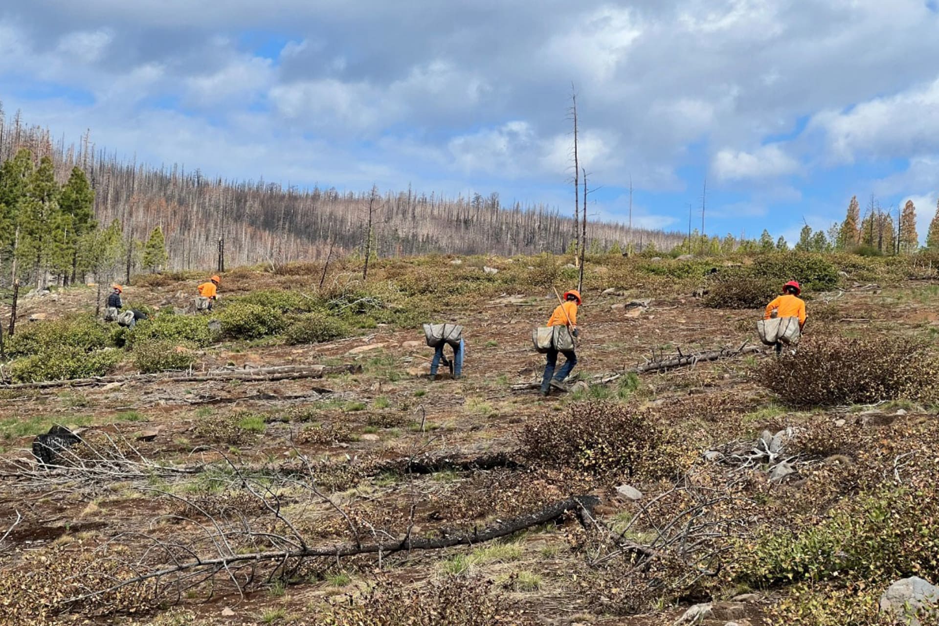 Trees Being Planted in Burn Scar Area