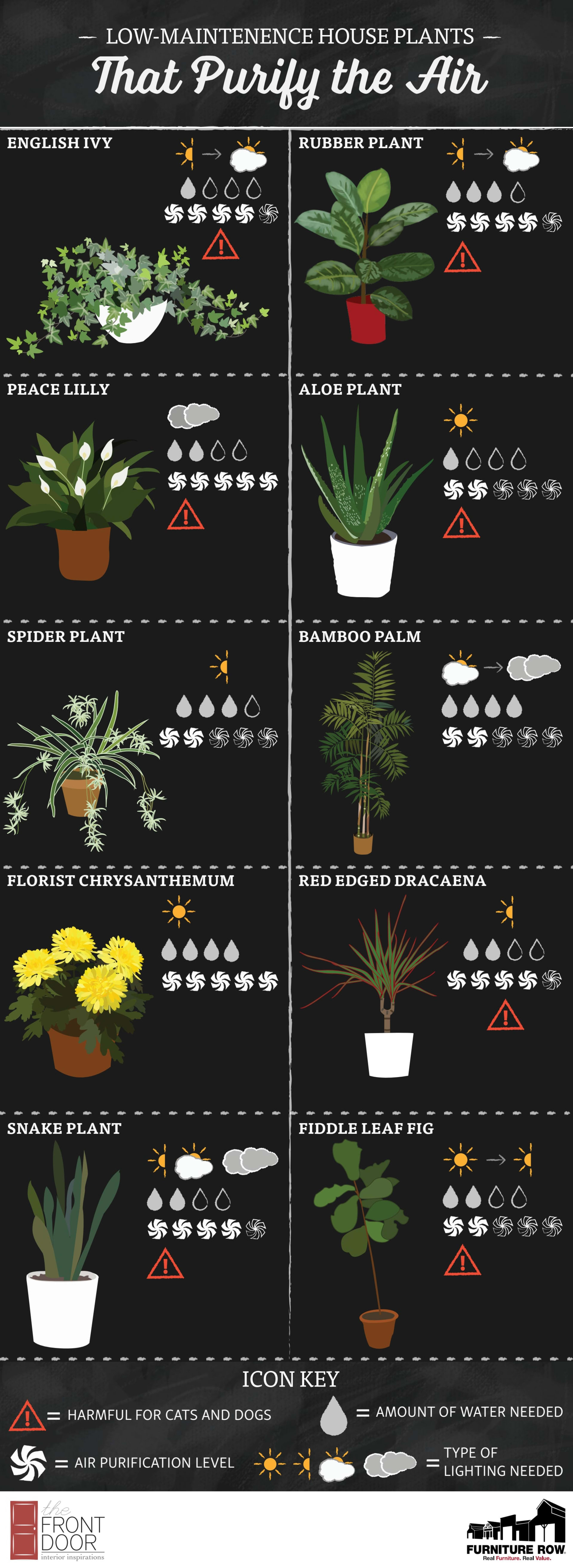 A graphic of different houseplants and their qualities