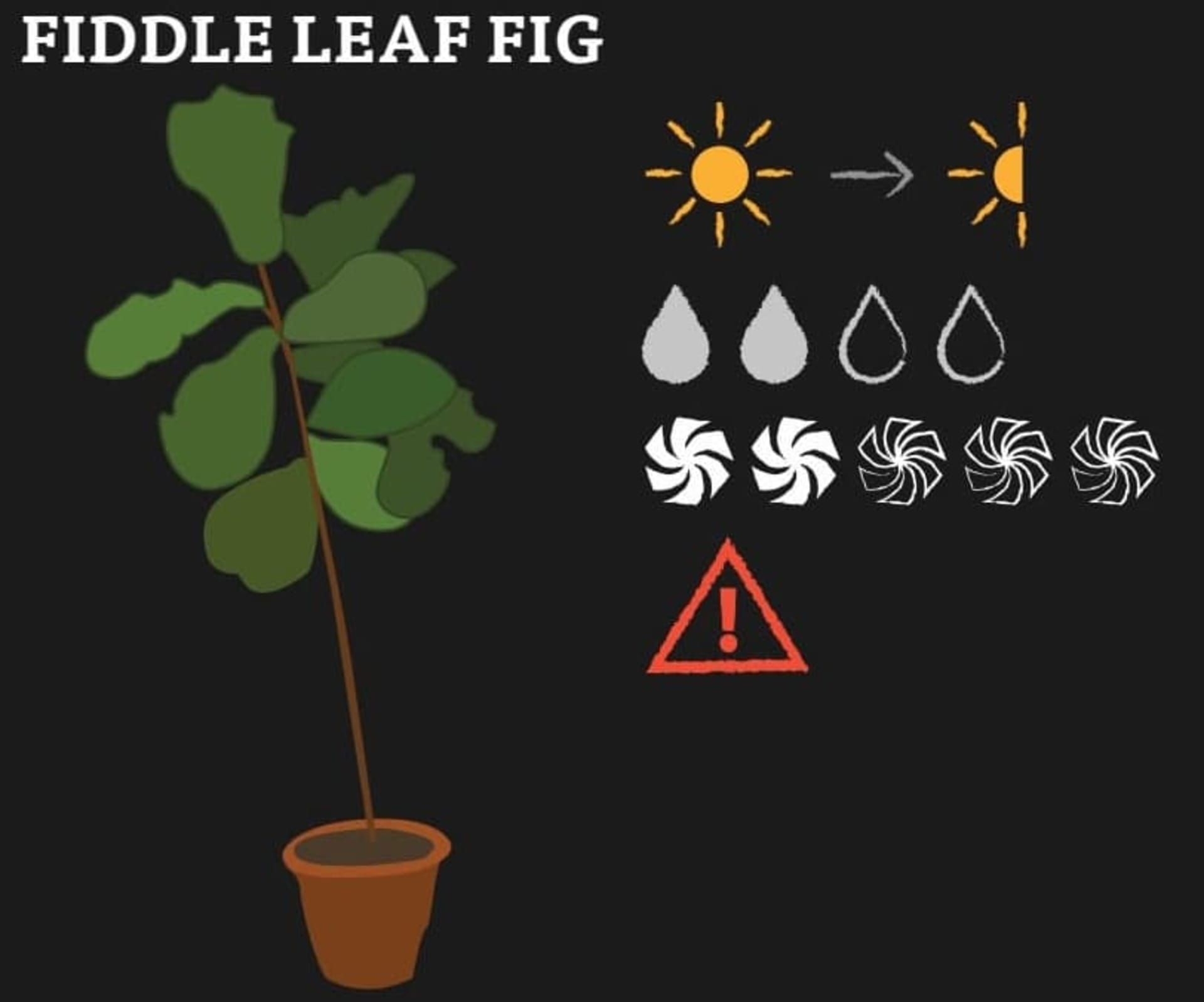 A graphic of Fiddle Leaf Fig and its needs