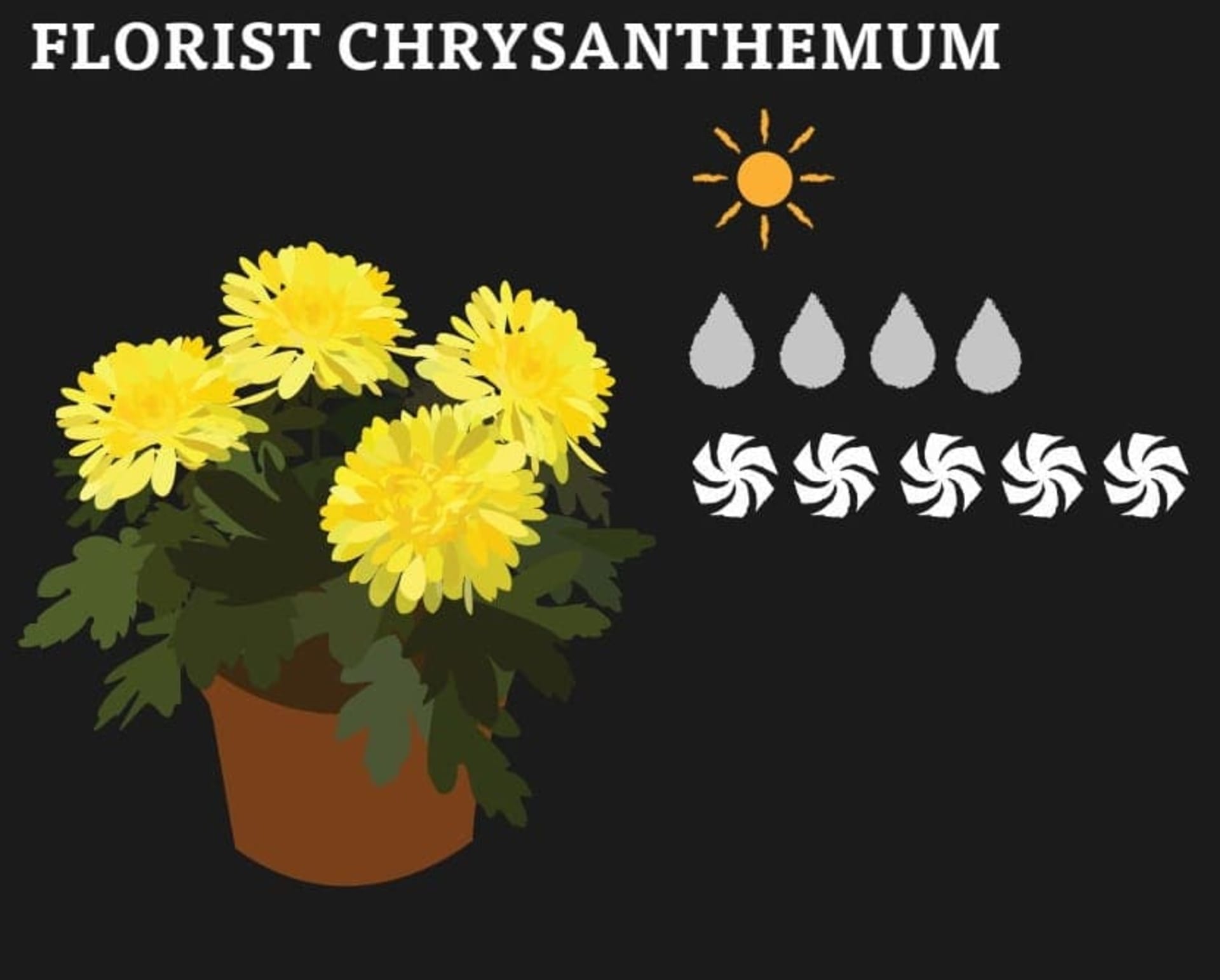 A graphic of Florist Chrystanthemum and its needs
