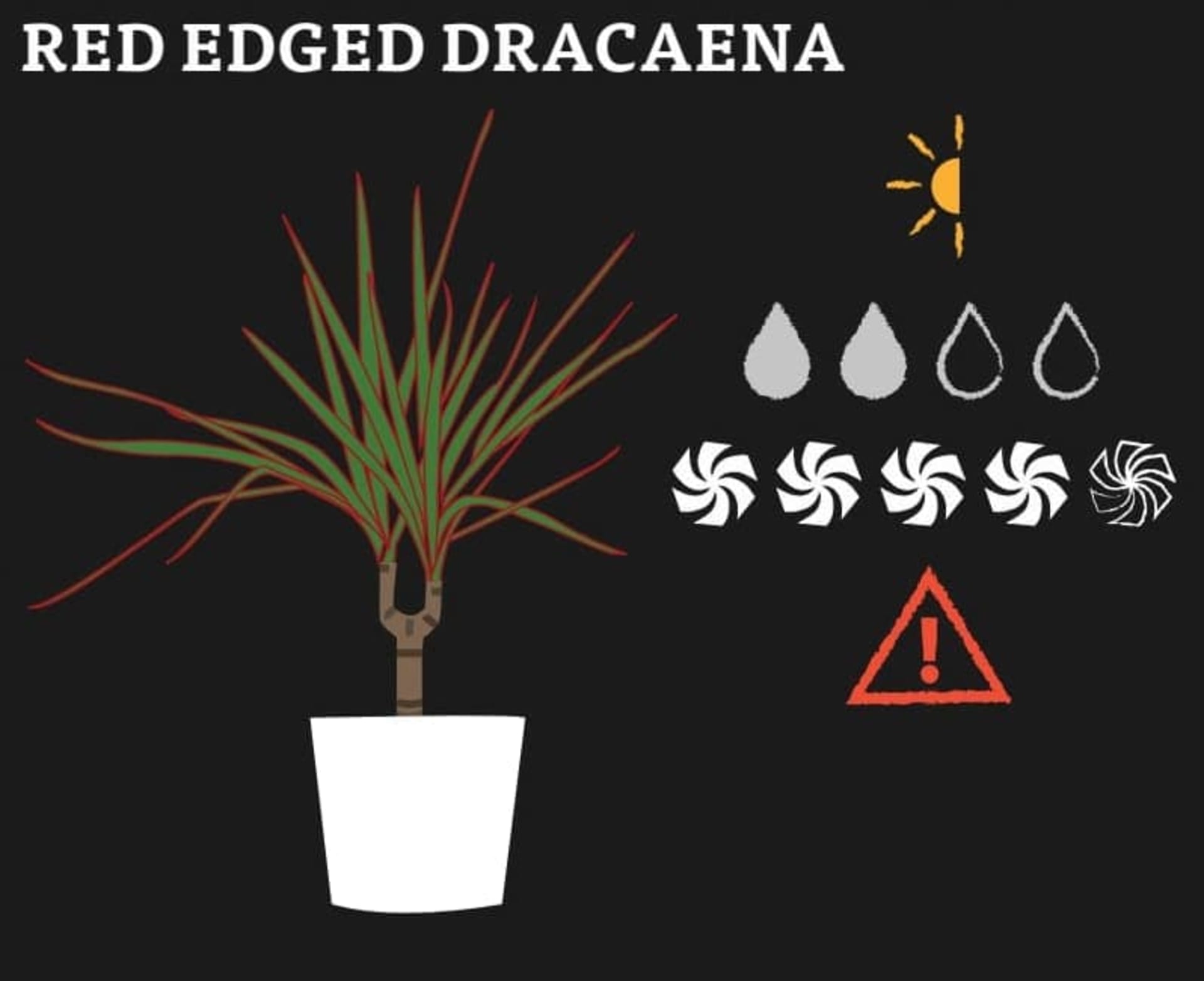A graphic of Red Edged Dracaena Plant and its needs