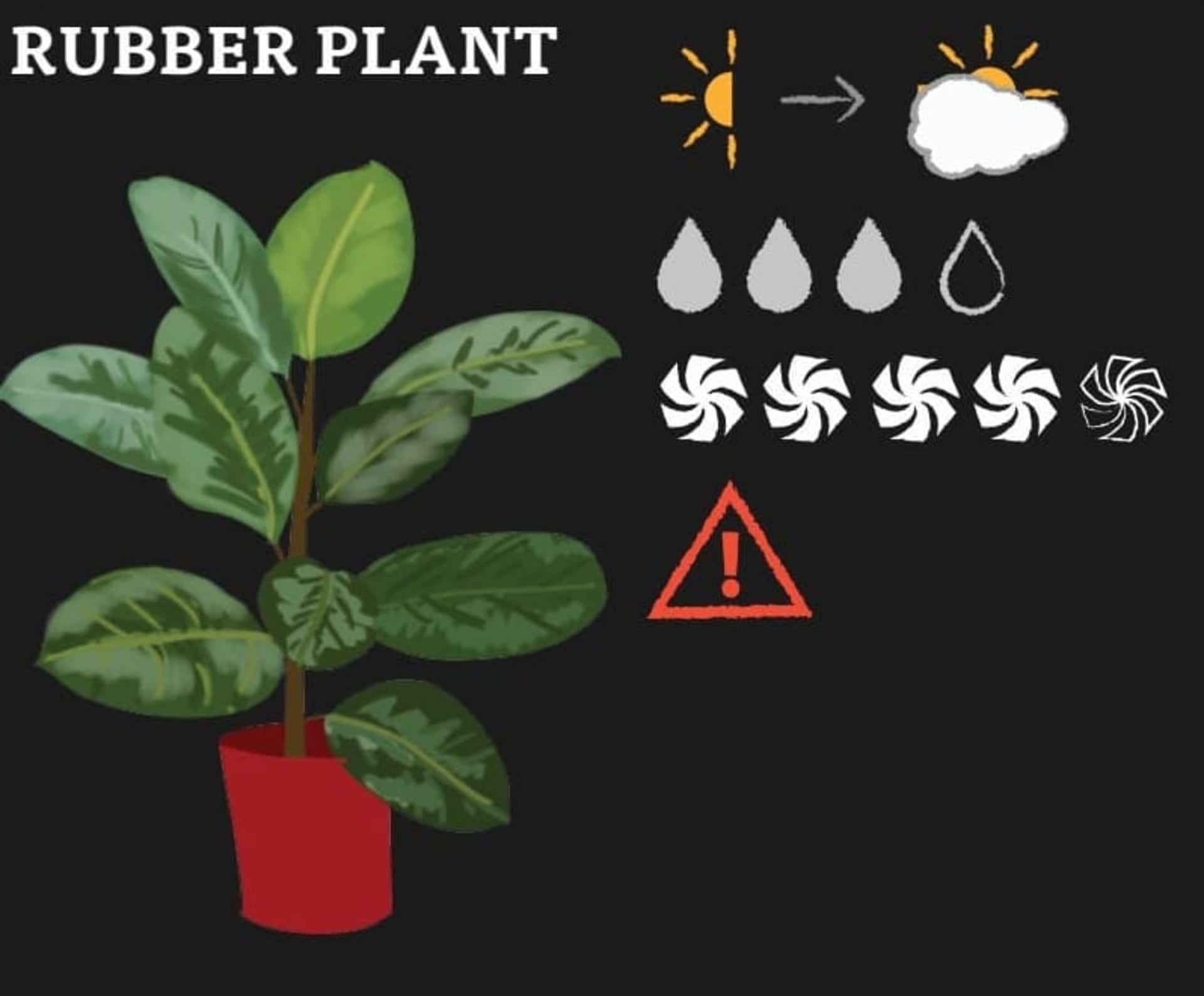 A graphic of Rubber Plant and its needs