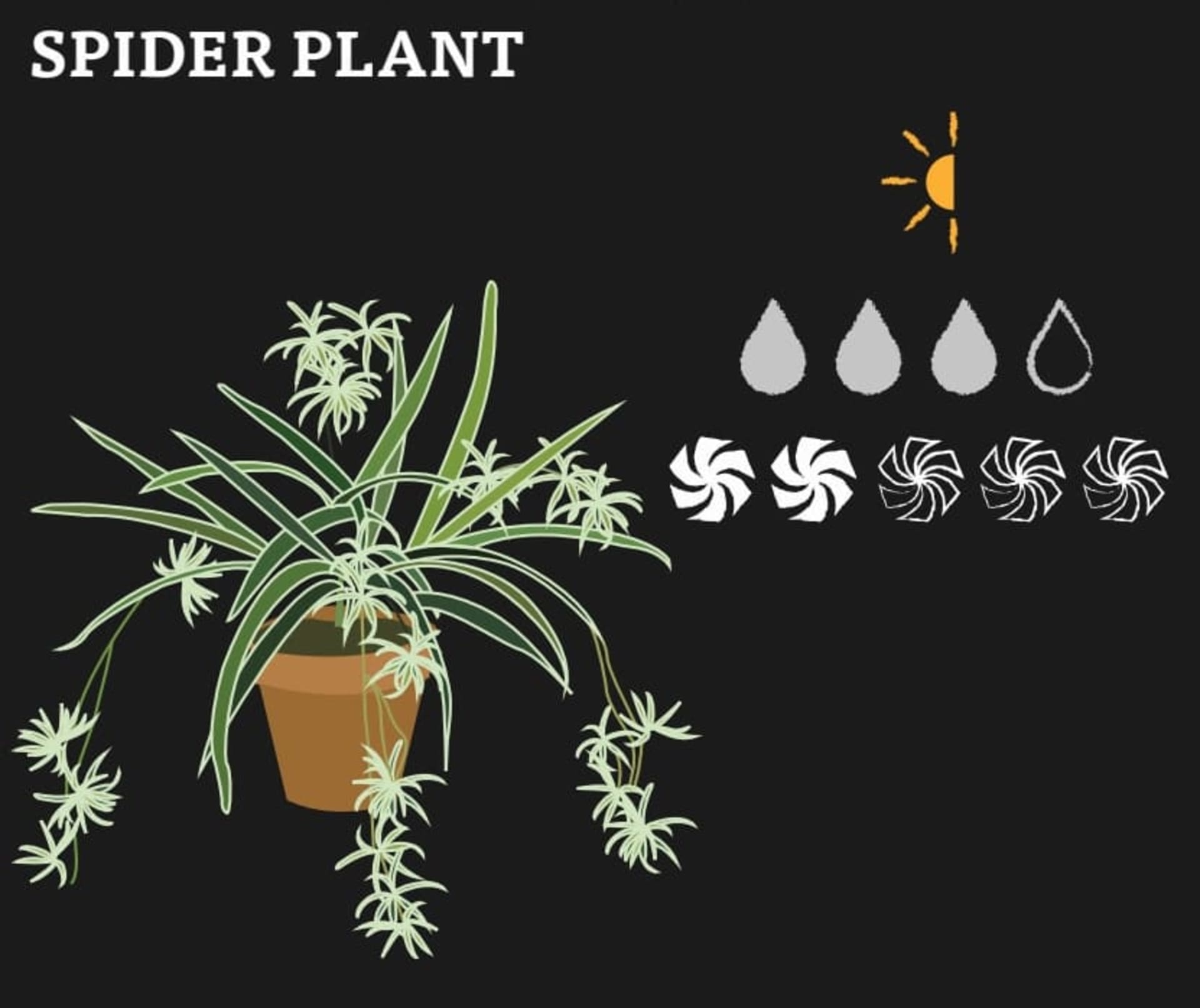 A graphic of Spider Plant and its needs