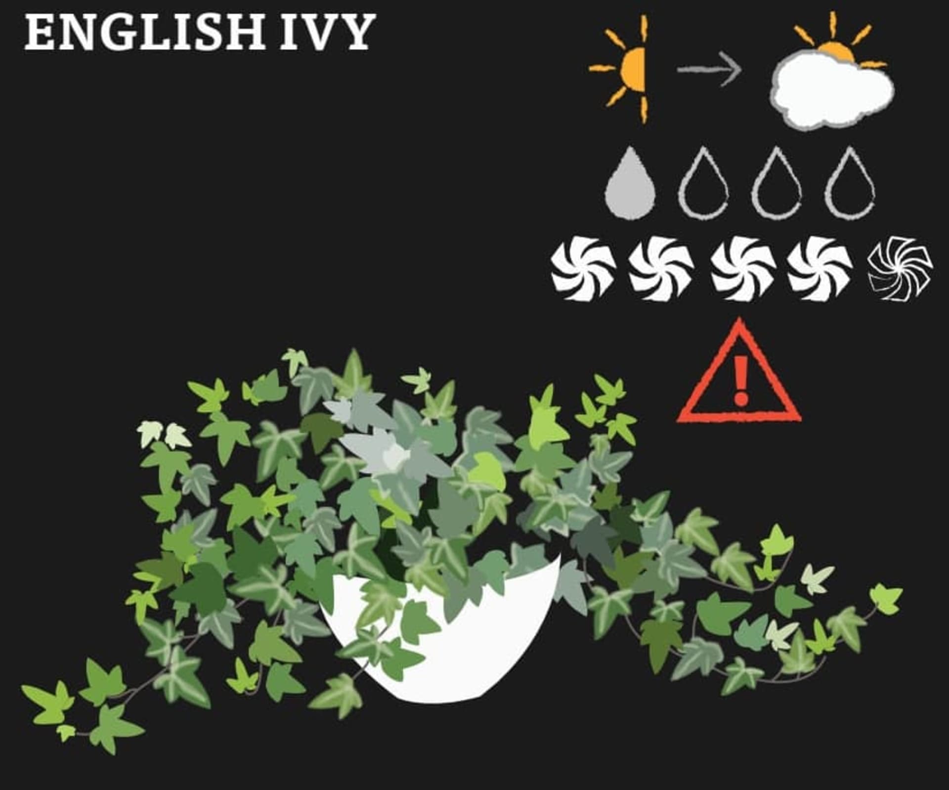 A graphic of English Ivy and its needs