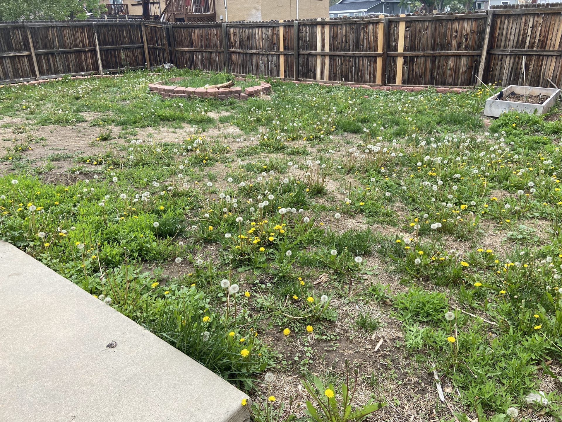 Before shot of large lawn/backyard