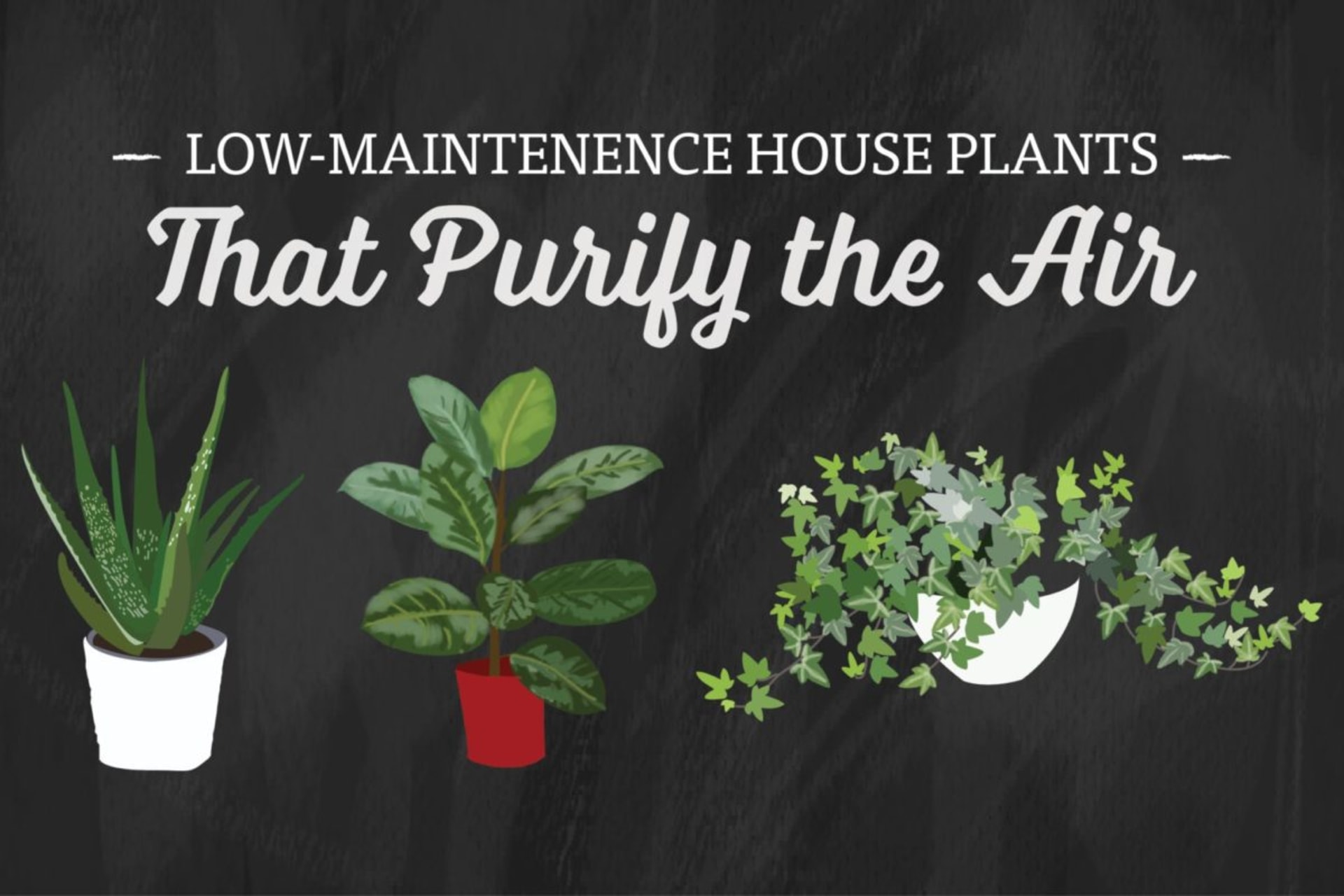 Read more about Low-Maintenance House Plants That Purify the Air