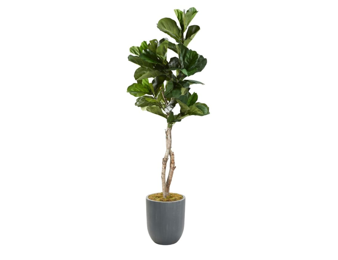 Misc Plant Accessories