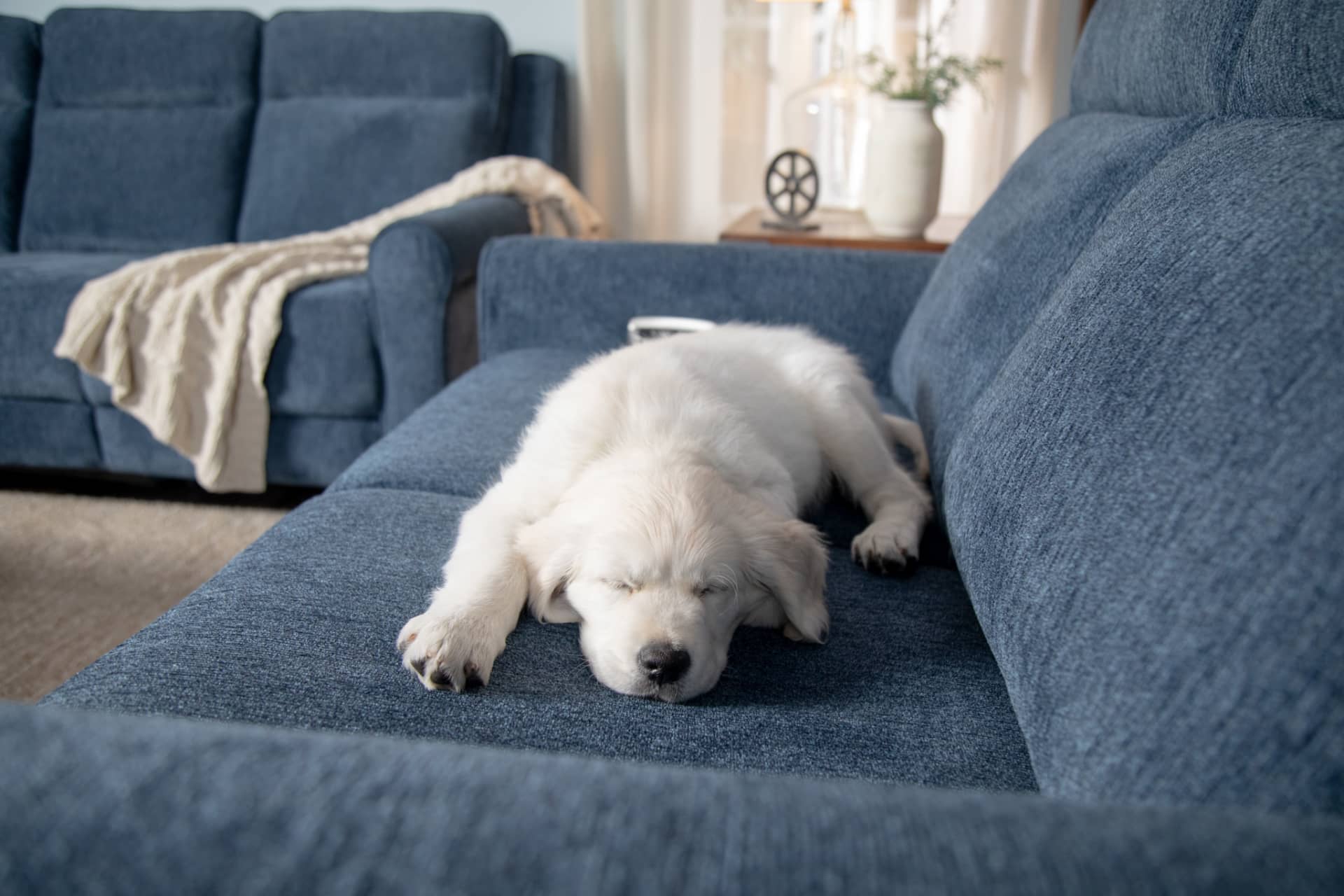Puppy Sleeping on Blue Fabric Reclining Loveseat